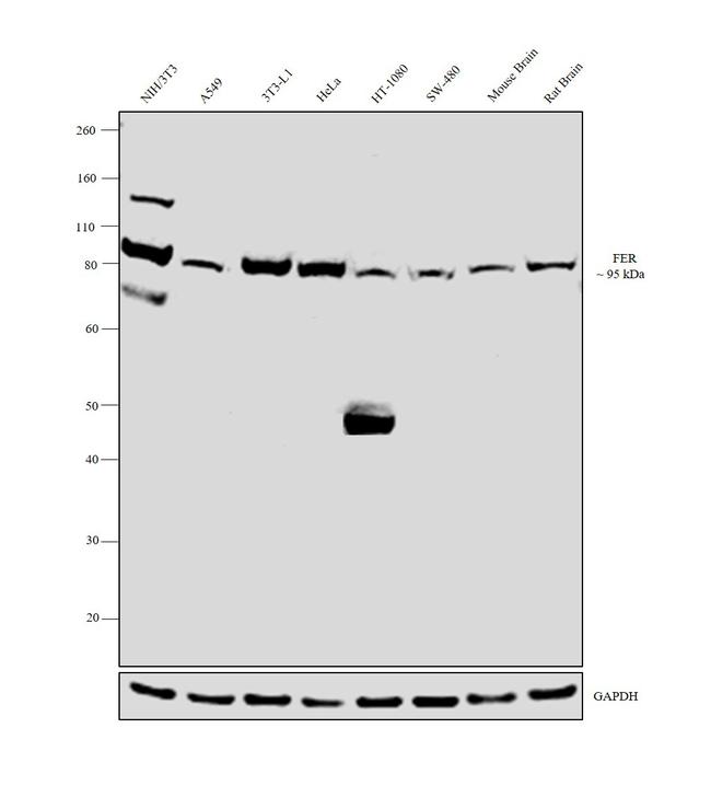 FER Antibody in Western Blot (WB)