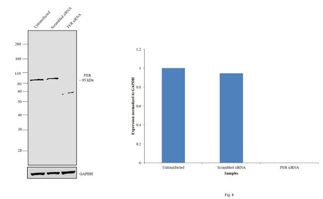 FER Antibody in Western Blot (WB)