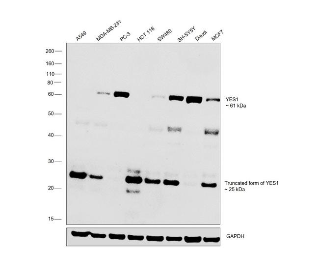 YES1 Antibody in Western Blot (WB)