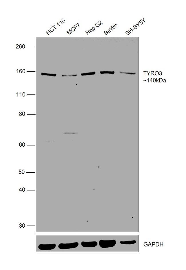 TYRO3 Antibody in Western Blot (WB)