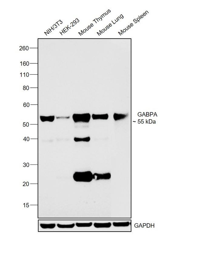 GABPA Antibody in Western Blot (WB)