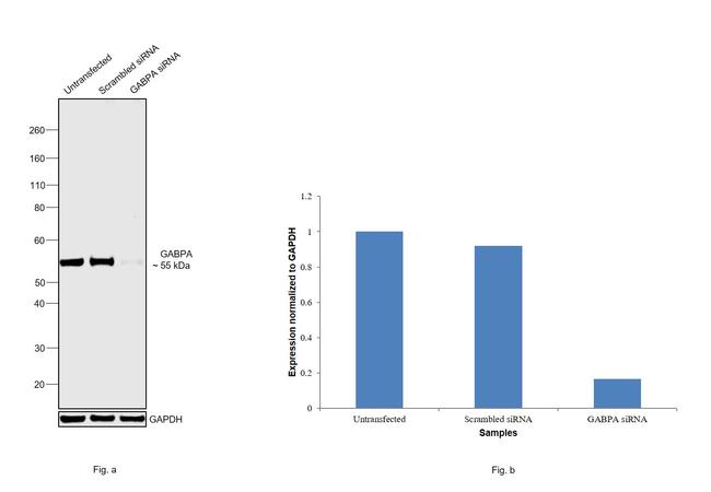 GABPA Antibody in Western Blot (WB)