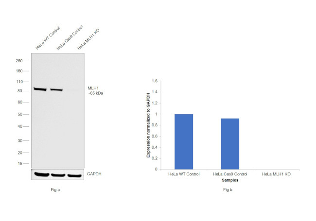 MLH1 Antibody