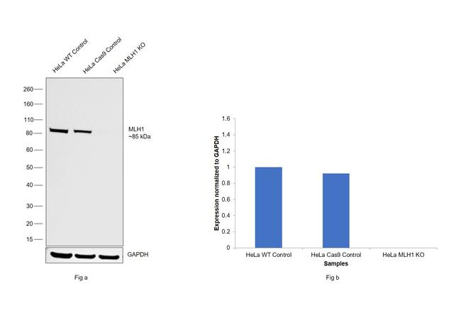 MLH1 Antibody in Western Blot (WB)