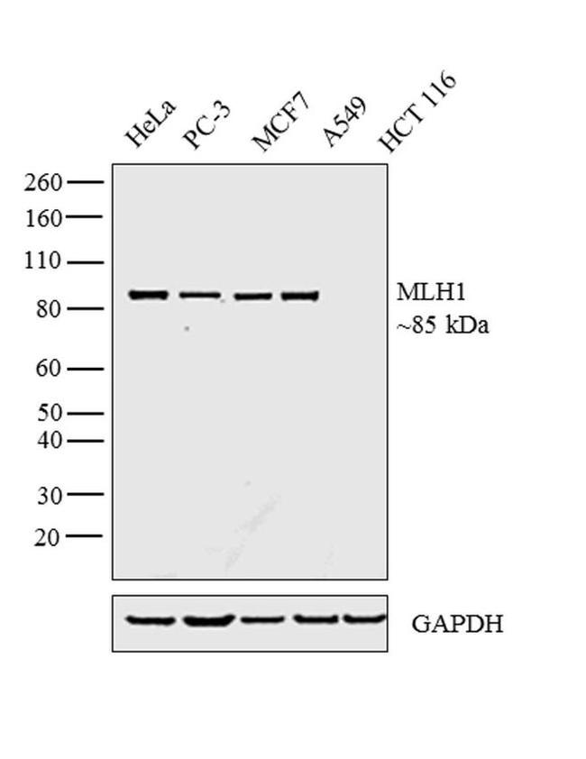 MLH1 Antibody in Western Blot (WB)