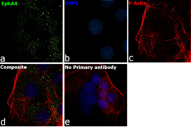 EphA4 Antibody in Immunocytochemistry (ICC/IF)