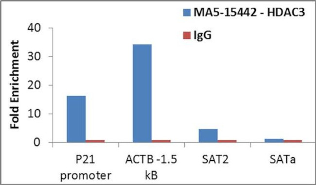 HDAC3 Antibody