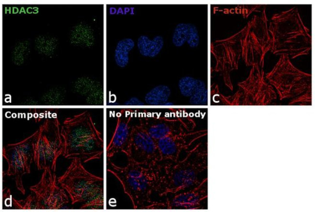 HDAC3 Antibody in Immunocytochemistry (ICC/IF)