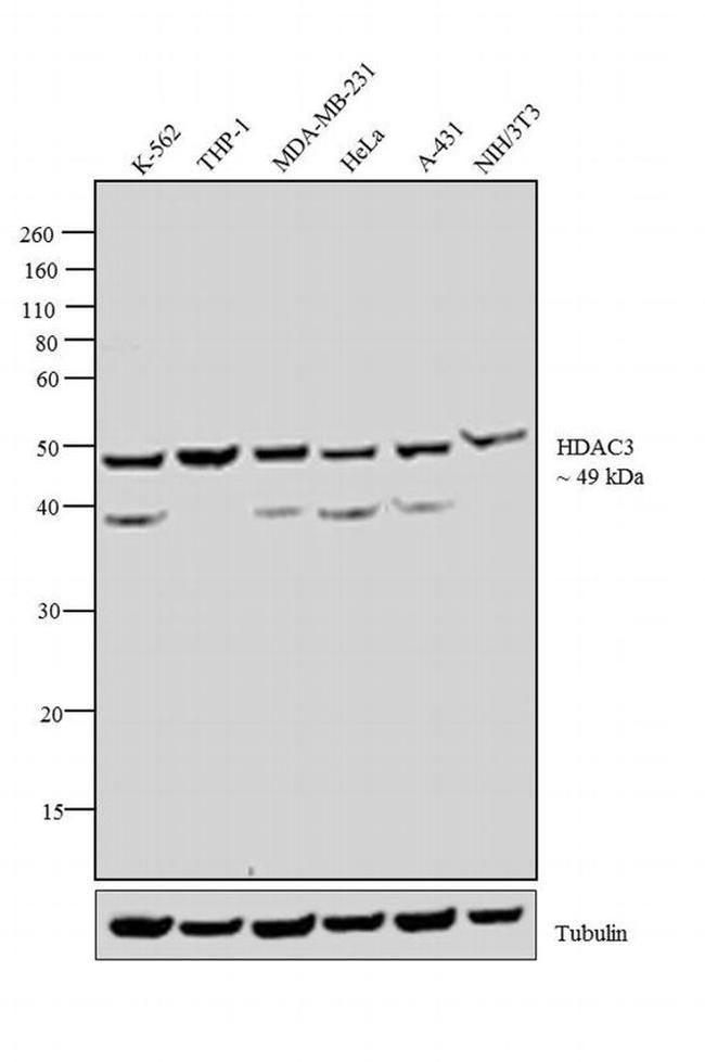 HDAC3 Antibody in Western Blot (WB)