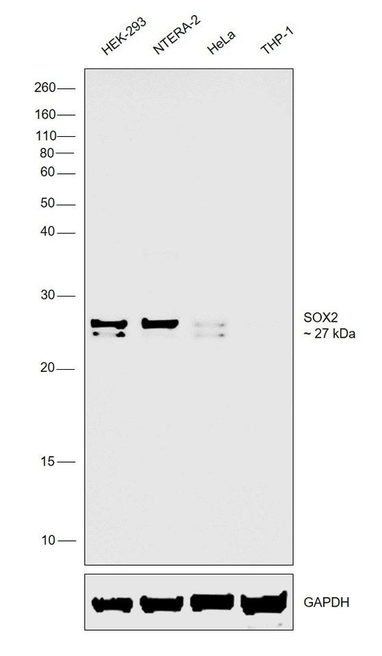 SOX2 Antibody