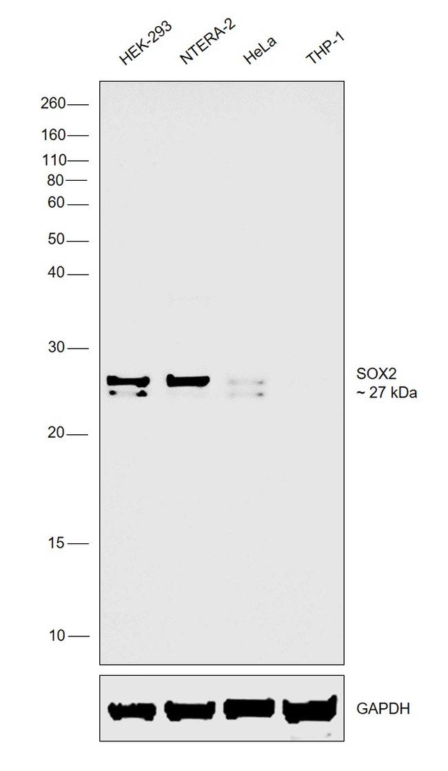 SOX2 Antibody in Western Blot (WB)