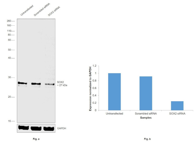 SOX2 Antibody