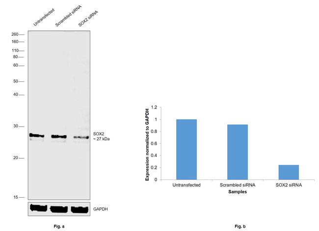 SOX2 Antibody in Western Blot (WB)