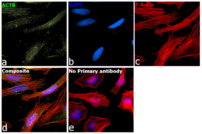 beta Actin Antibody in Immunocytochemistry (ICC/IF)