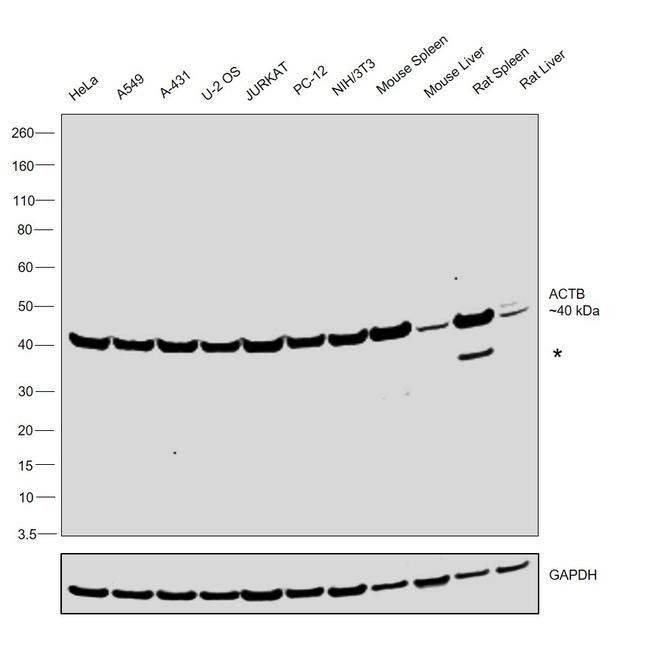 beta Actin Antibody in Western Blot (WB)