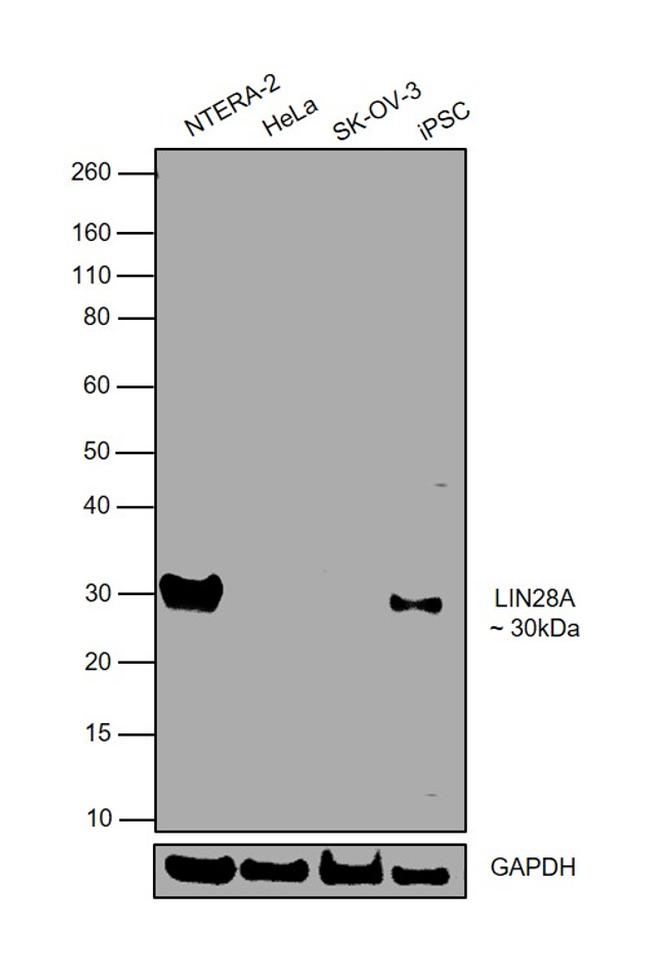 LIN28A Antibody in Western Blot (WB)