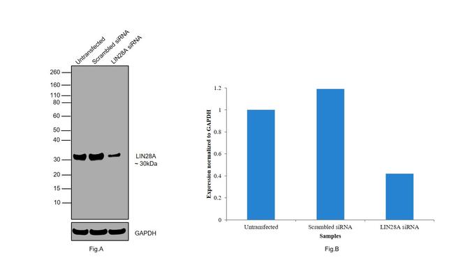 LIN28A Antibody in Western Blot (WB)