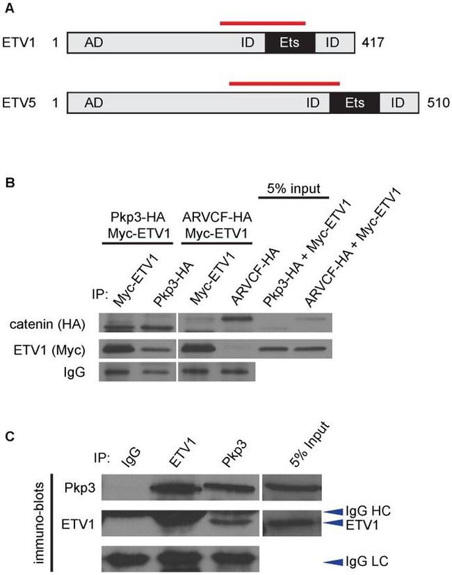 ETV1 Antibody in Western Blot (WB)