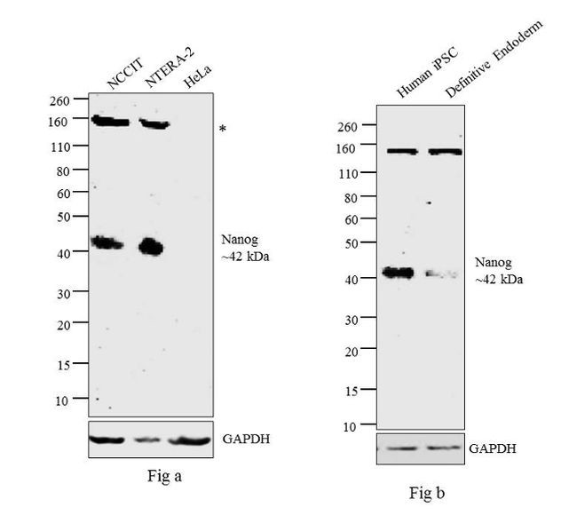 Nanog Antibody