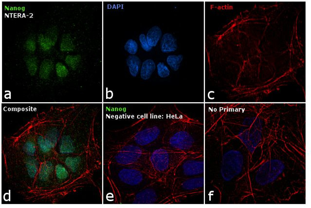 Nanog Antibody in Immunocytochemistry (ICC/IF)