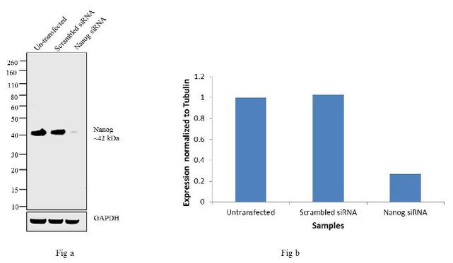 Nanog Antibody