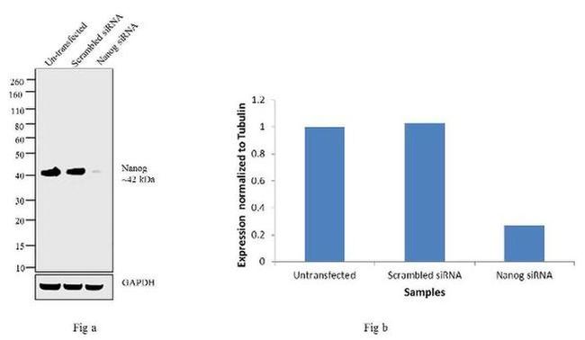 Nanog Antibody in Western Blot (WB)