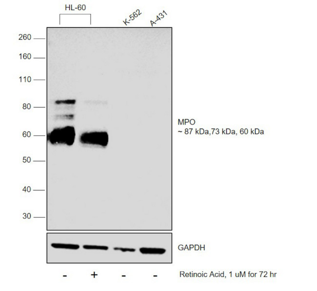 Myeloperoxidase Antibody