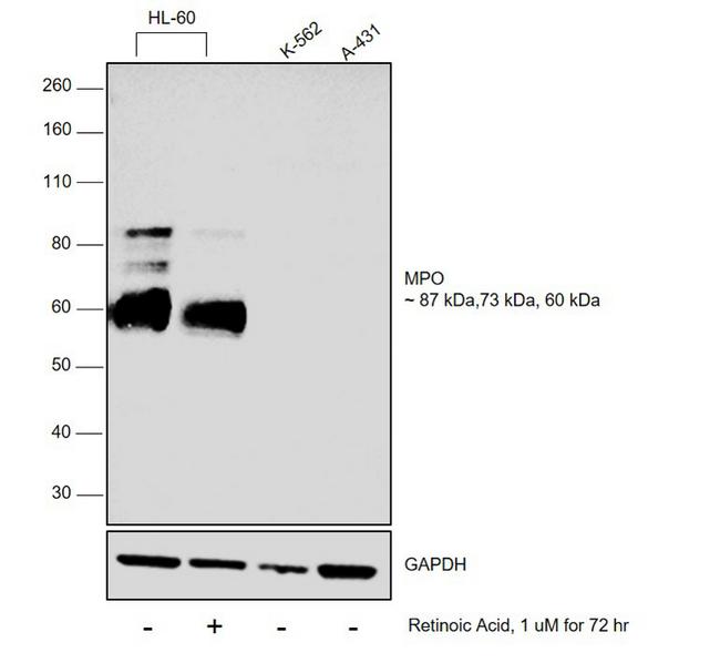 Myeloperoxidase Antibody in Western Blot (WB)