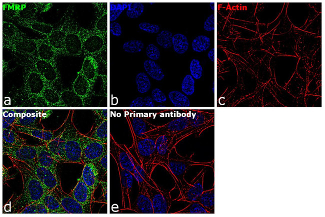 FMRP Antibody in Immunocytochemistry (ICC/IF)