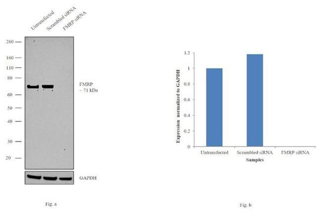 FMRP Antibody in Western Blot (WB)