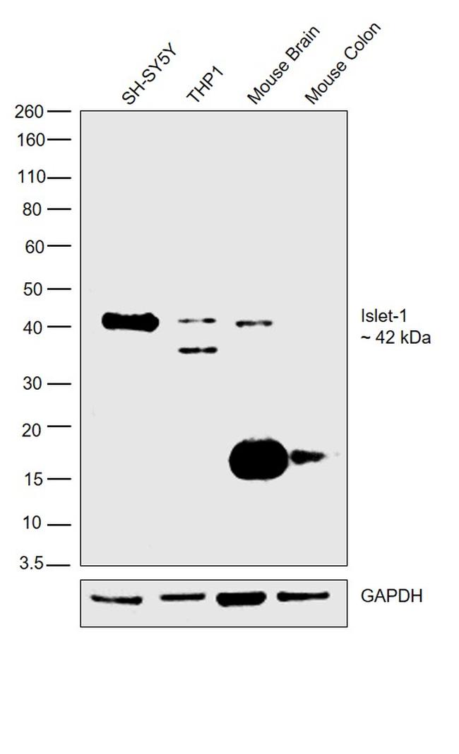 ISL1 Antibody in Western Blot (WB)