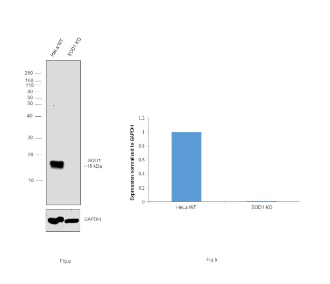 SOD1 Antibody