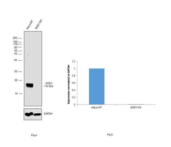 SOD1 Antibody in Western Blot (WB)