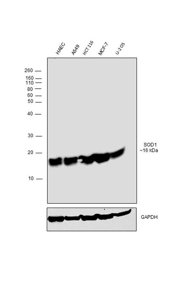 SOD1 Antibody in Western Blot (WB)