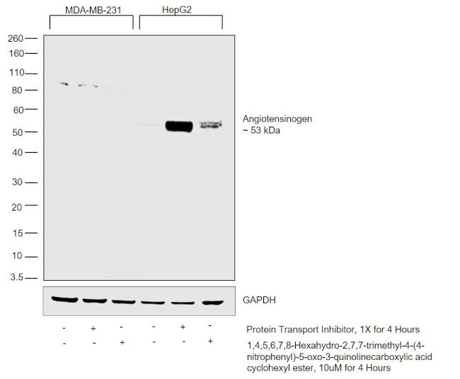 Angiotensinogen Antibody