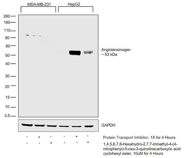 Angiotensinogen Antibody in Western Blot (WB)