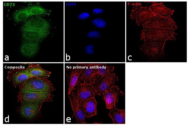 CD73 Antibody in Immunocytochemistry (ICC/IF)