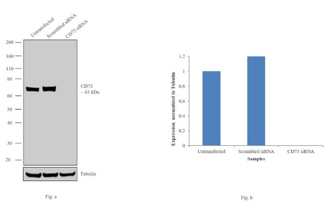 CD73 Antibody in Western Blot (WB)