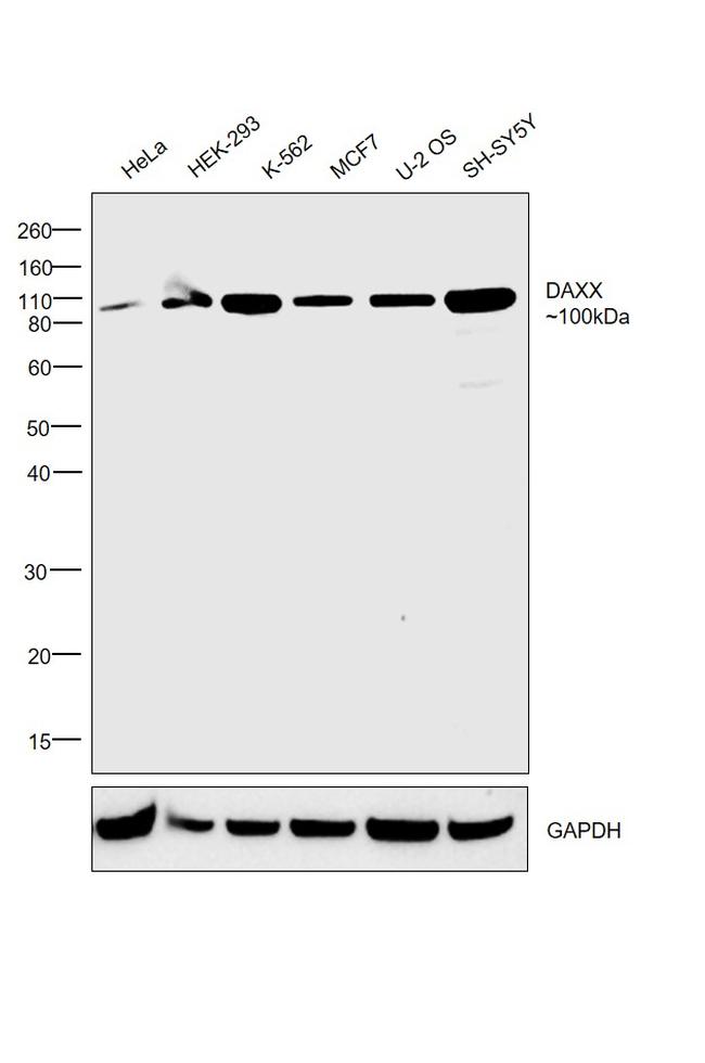 DAXX Antibody in Western Blot (WB)