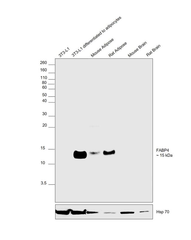 FABP4 Antibody in Western Blot (WB)