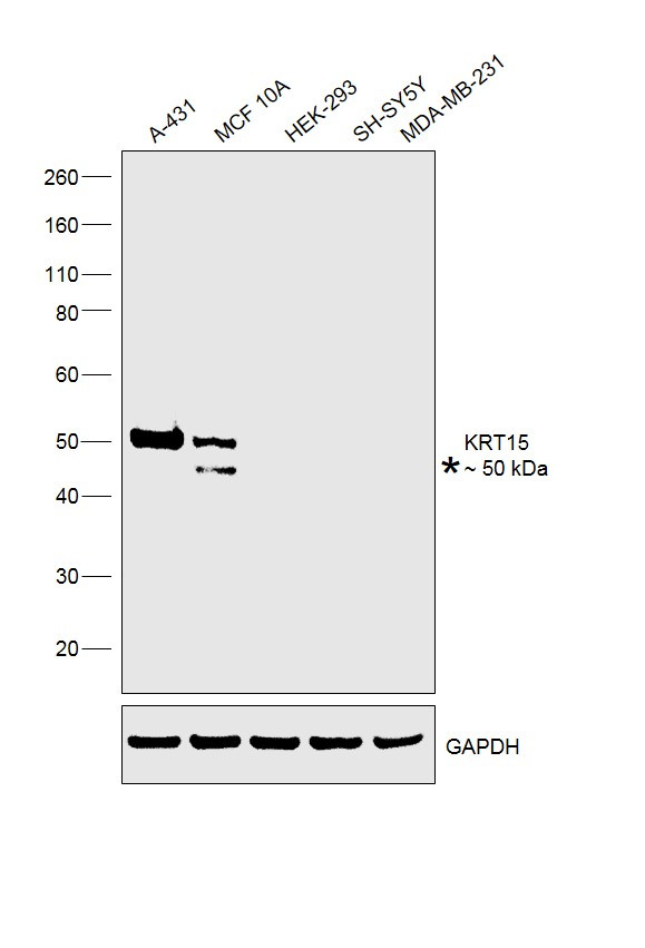 Cytokeratin 15 Antibody