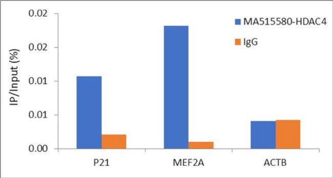 HDAC4 Antibody