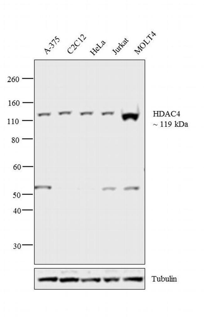 HDAC4 Antibody in Western Blot (WB)