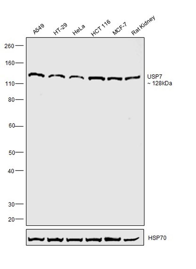 USP7 Antibody in Western Blot (WB)