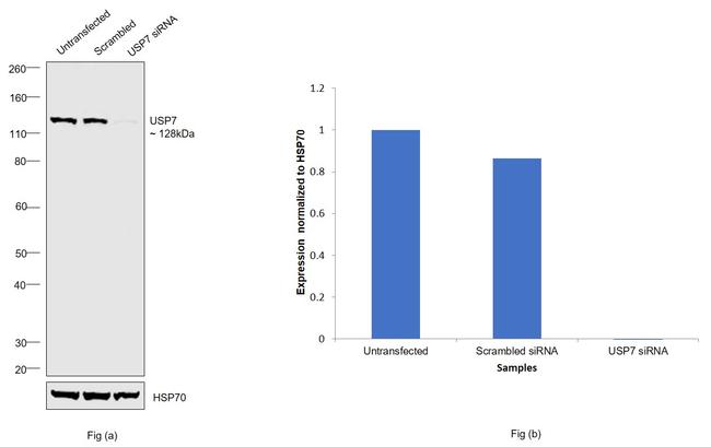 USP7 Antibody in Western Blot (WB)