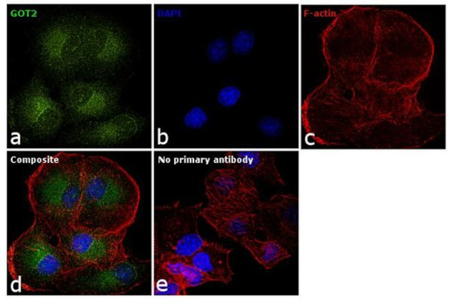 GOT2 Antibody in Immunocytochemistry (ICC/IF)