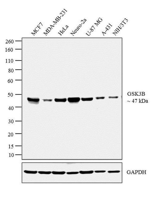 GSK3B Antibody in Western Blot (WB)