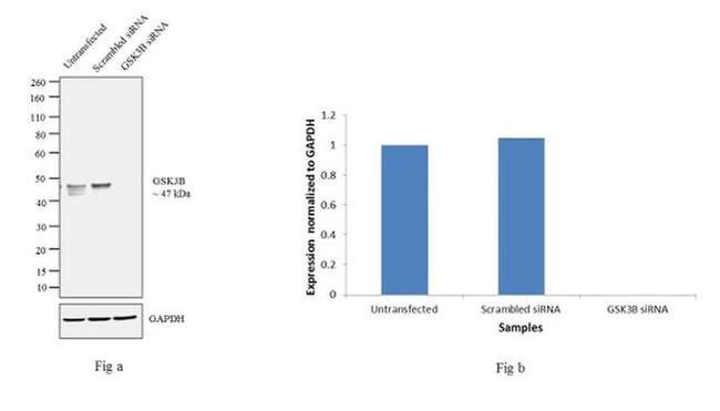 GSK3B Antibody in Western Blot (WB)