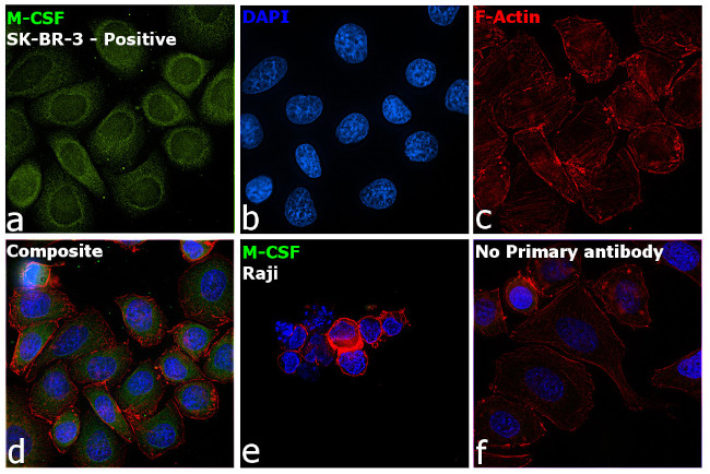 M-CSF Antibody in Immunocytochemistry (ICC/IF)