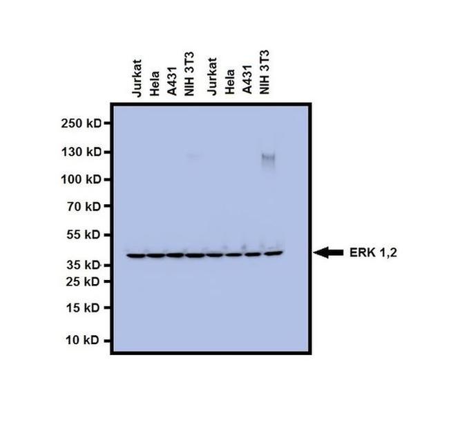 ERK1/ERK2 Antibody in Western Blot (WB)